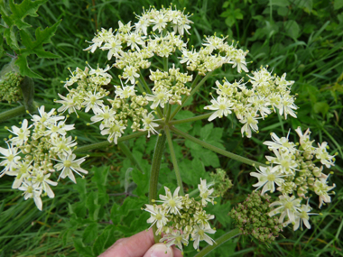 Fleurs blanches groupées en de grandes ombelles aplaties et dégageant une odeur proche de celle de l'urine. Agrandir dans une nouvelle fenêtre (ou onglet)